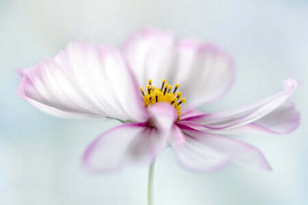 flower, kosmeya, paint, petals