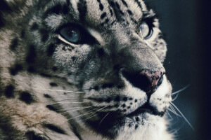 face, IRBIS, look, predator, snow leopard