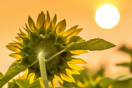 macro, natureza, girassol