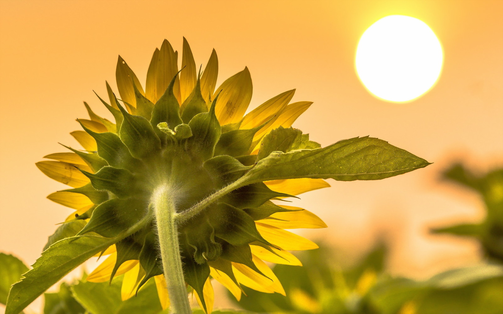 Natur, Makro, Sonnenblume