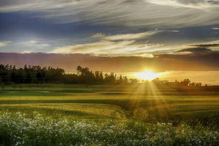 kamille, felt, blomster, gress, solnedgang, Solstrålene, himmelen, trær