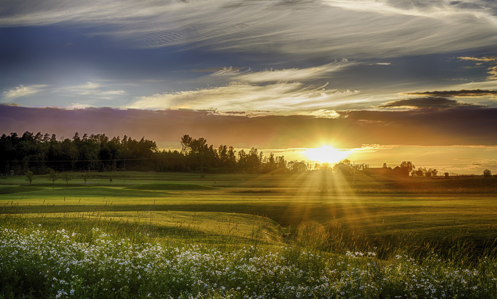 herbe, Le ciel, le coucher du soleil, des arbres, champ, fleurs, camomille, Les rayons du soleil