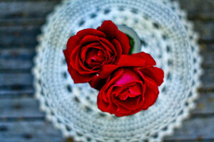 macro, servilleta, rosas