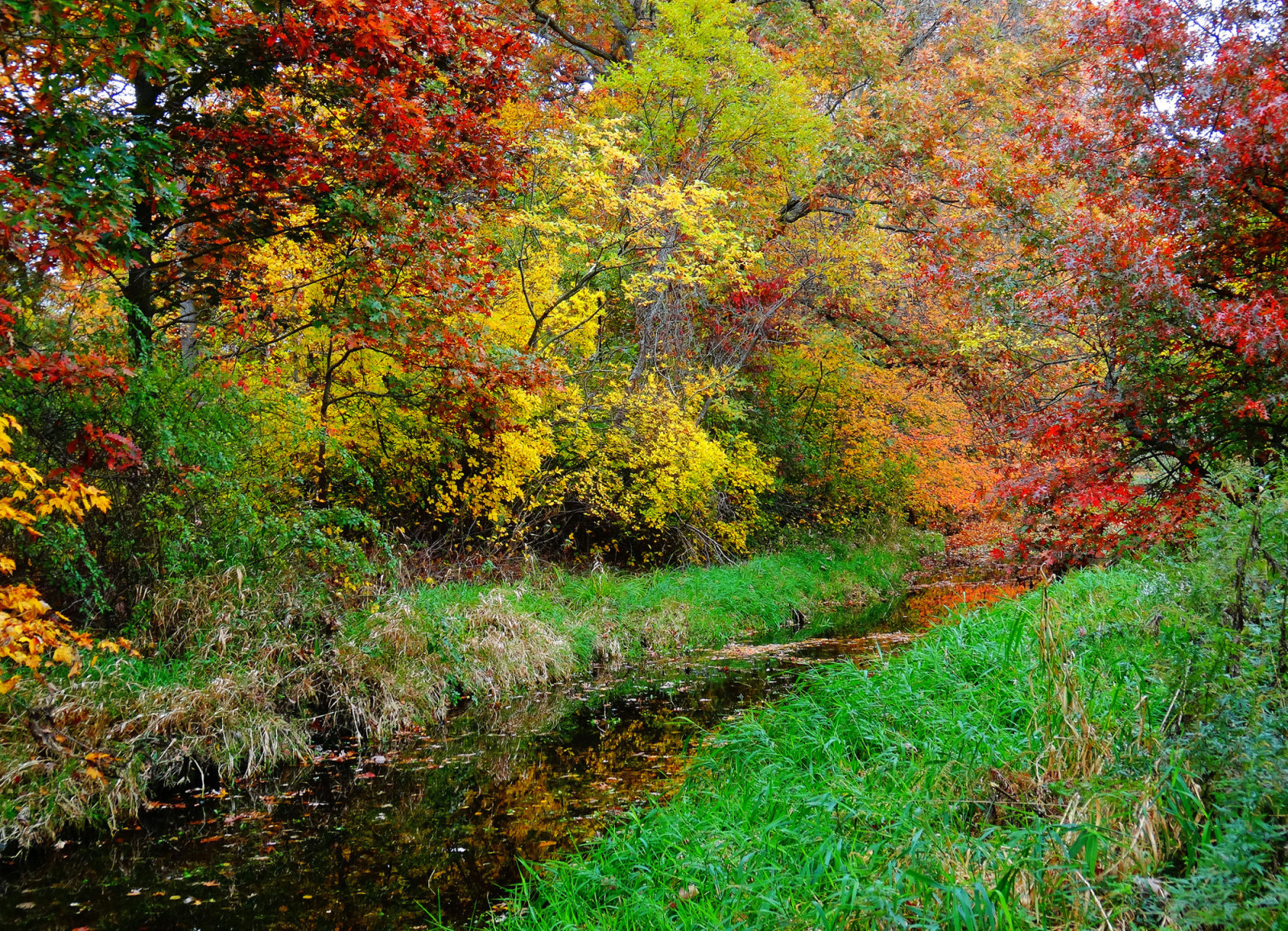 autumn, forest, grass, river, trees, stream