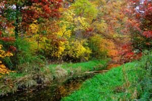 Herbst, Wald, Gras, Fluss, Strom, Bäume