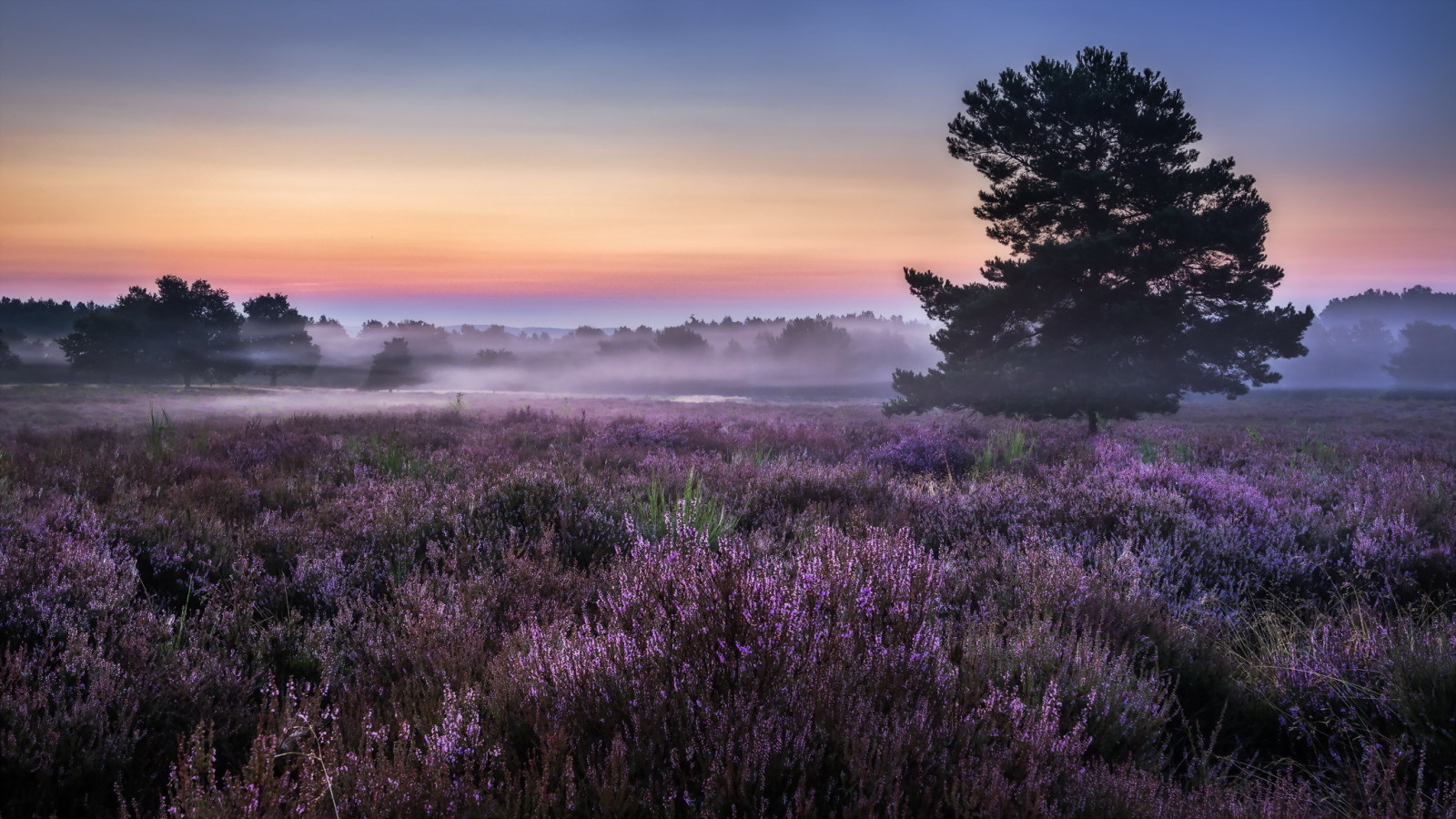 field, morning, fog