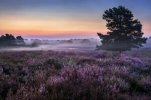 champ, brouillard, Matin