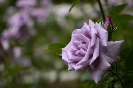 Blume, Blütenblätter, Rose