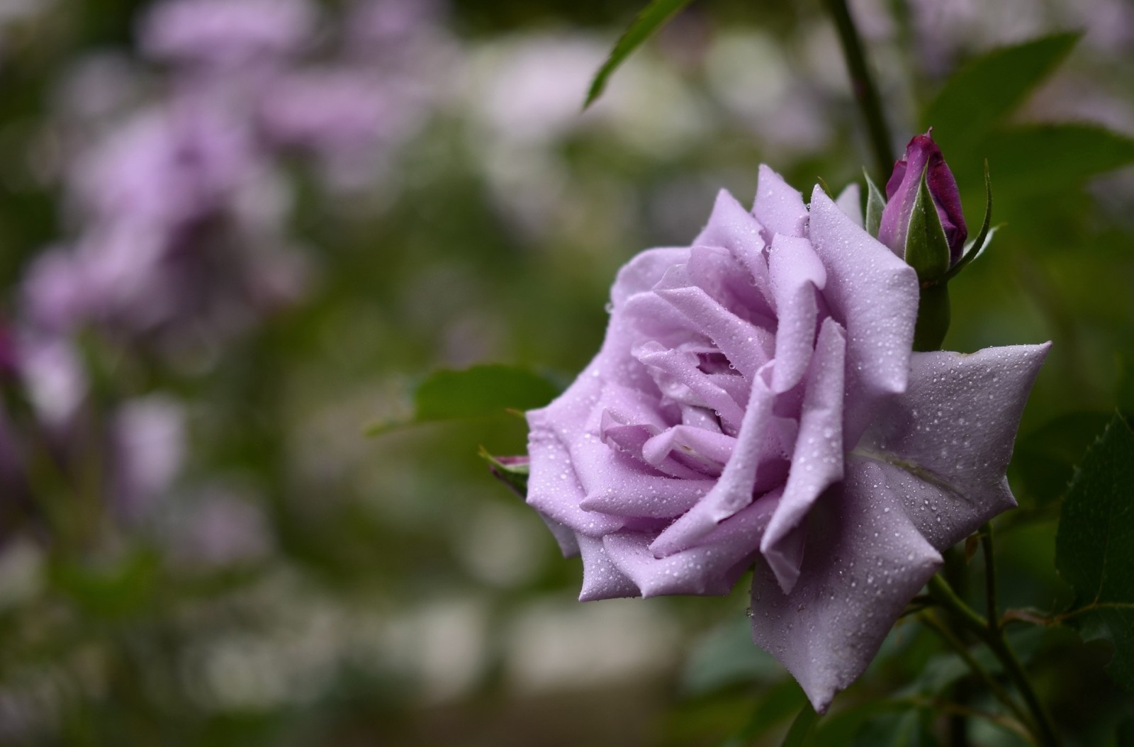 Rose, Blume, Blütenblätter