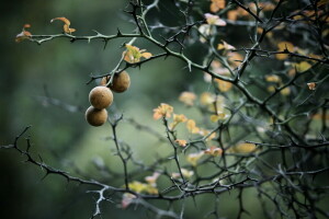 bakgrunn, gren, natur