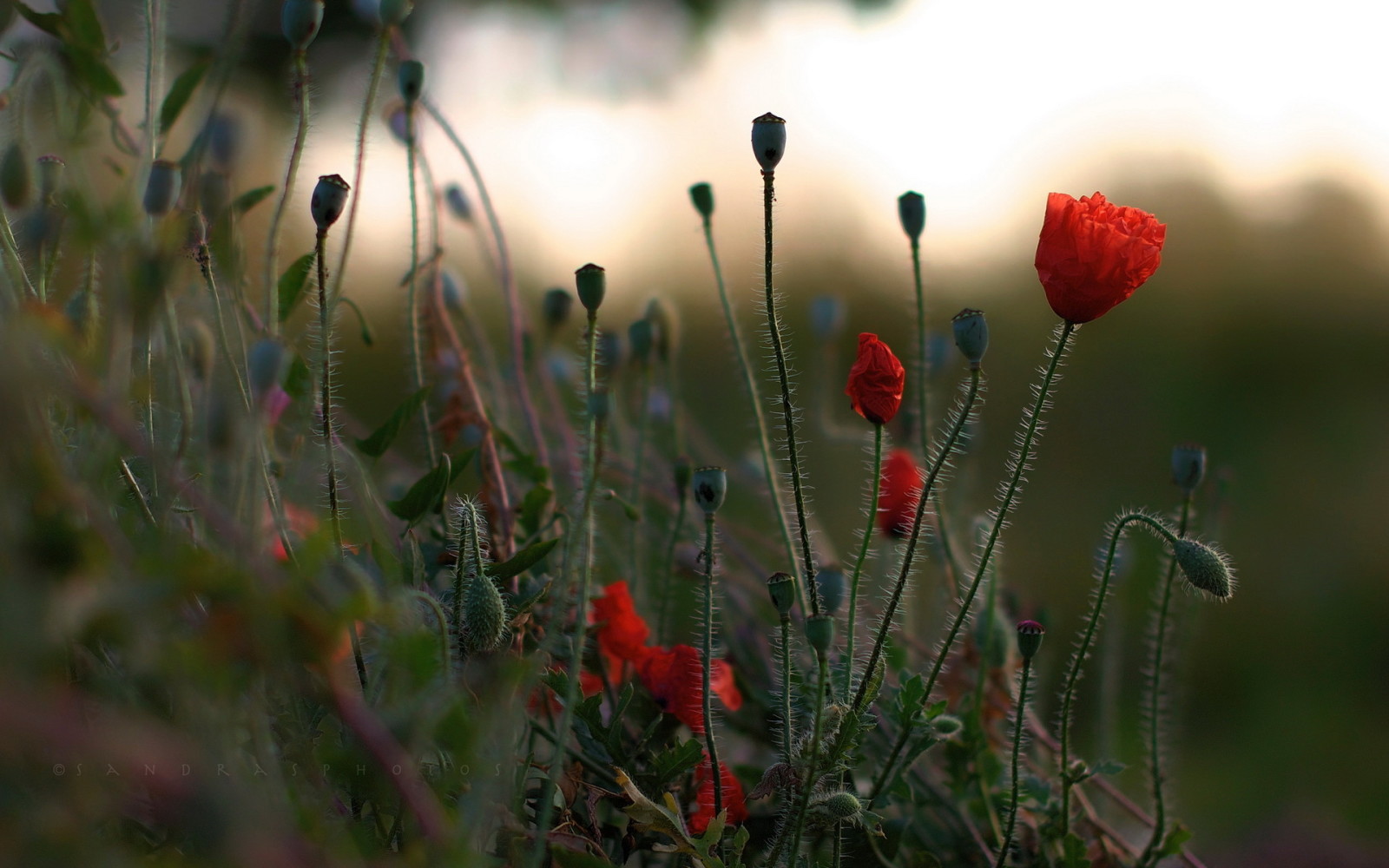 natur, sommer, Maki