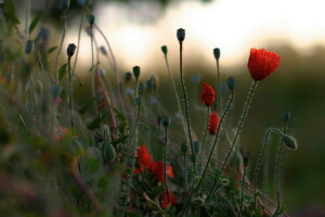 Maki, natur, sommer