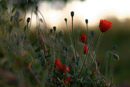 Maki, naturaleza, verano