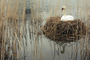 lake, nature, swan