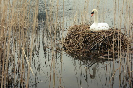 sjö, natur, svan