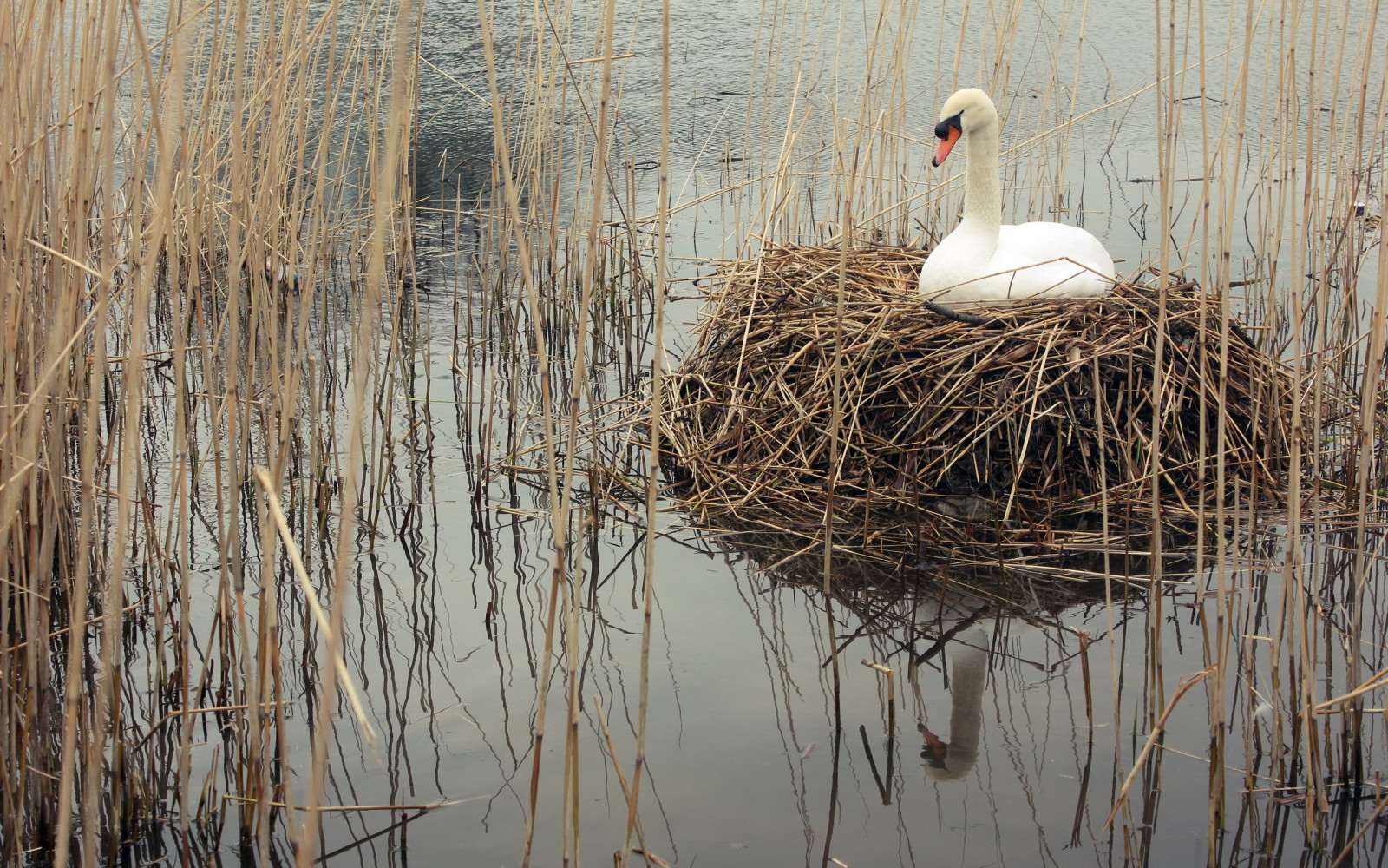 nature, lake, swan