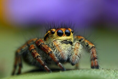 Animal, Bagheera, Bagheera Kiplingi, yeux, pattes, macro, Araignée, araignée Amérique centrale