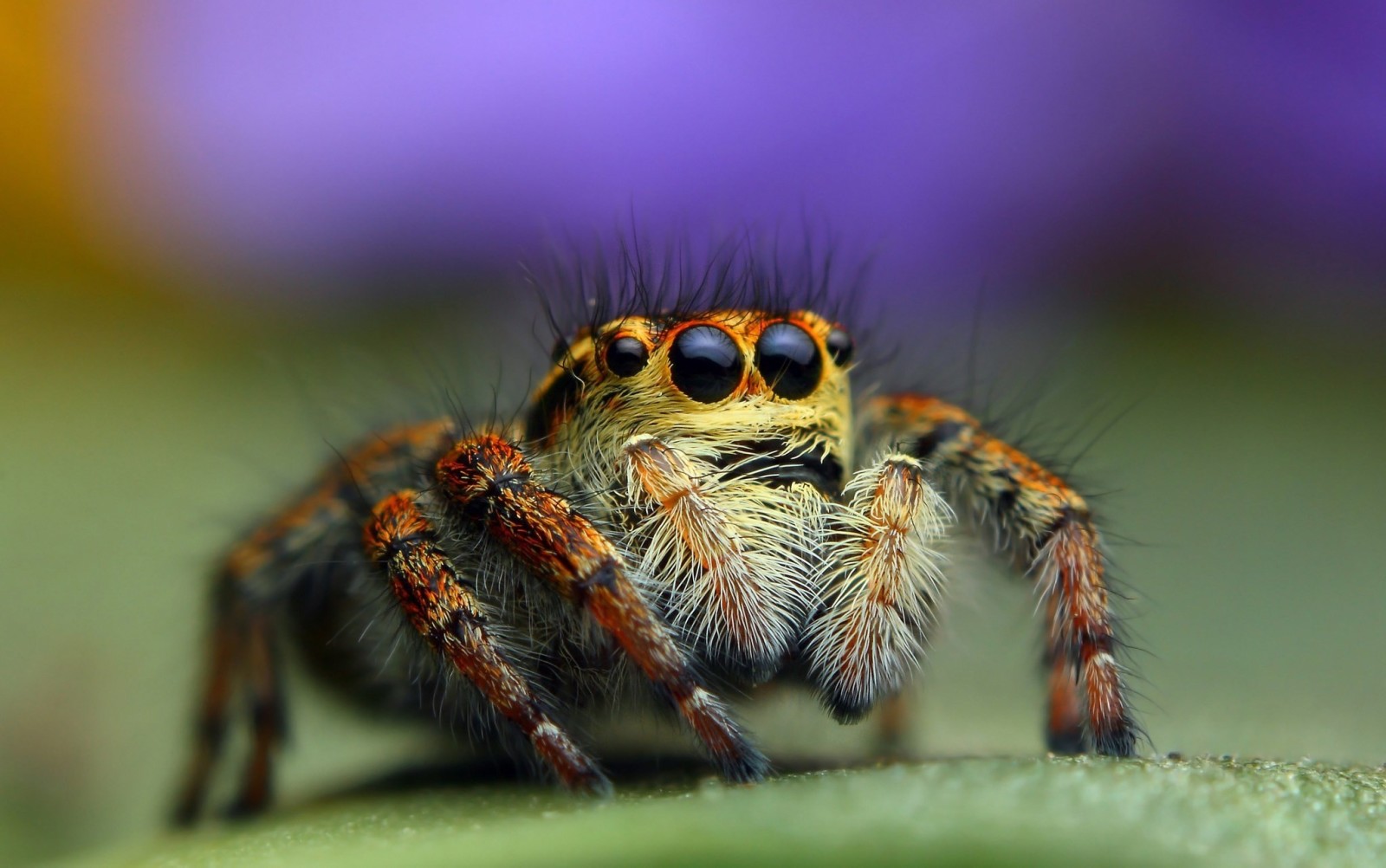 macro, Animal, ochi, vegetație, Păianjen, Bagheera, păianjen America Centrală, Bagheera Kiplingi