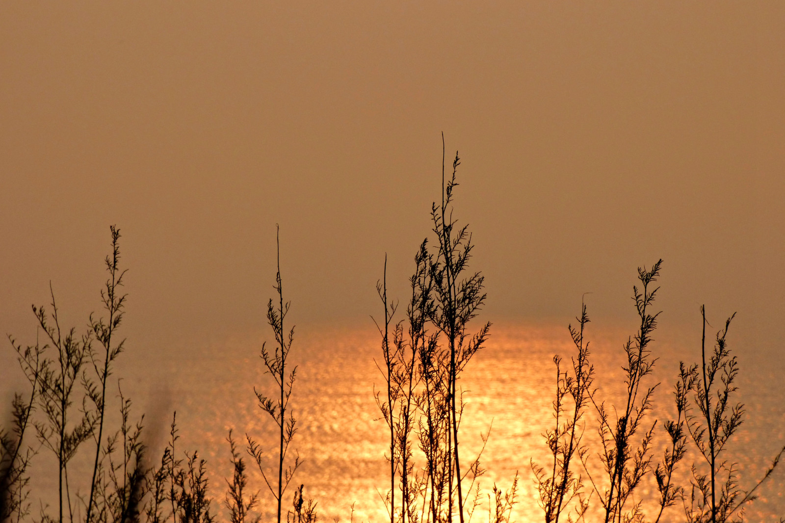 gras, reflectie, zee, fabriek, Blik