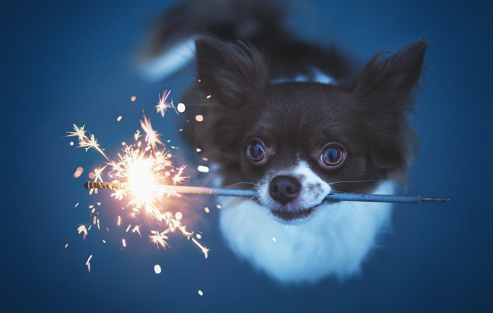 Guarda, cane, vacanza, ogni