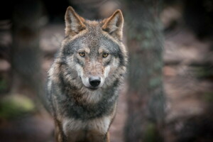 grey wolf, look, portrait, predator