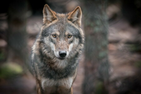 grijze wolf, kijken, portret, roofdier