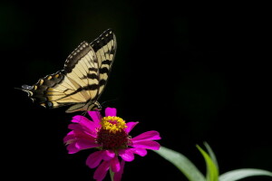 MARIPOSA, flor, naturaleza