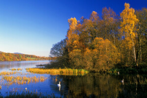 otoño, pájaro, bosque, lago, cisne, el cielo, arboles