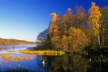 toamnă, pasăre, pădure, lac, lebădă, cerul, copaci