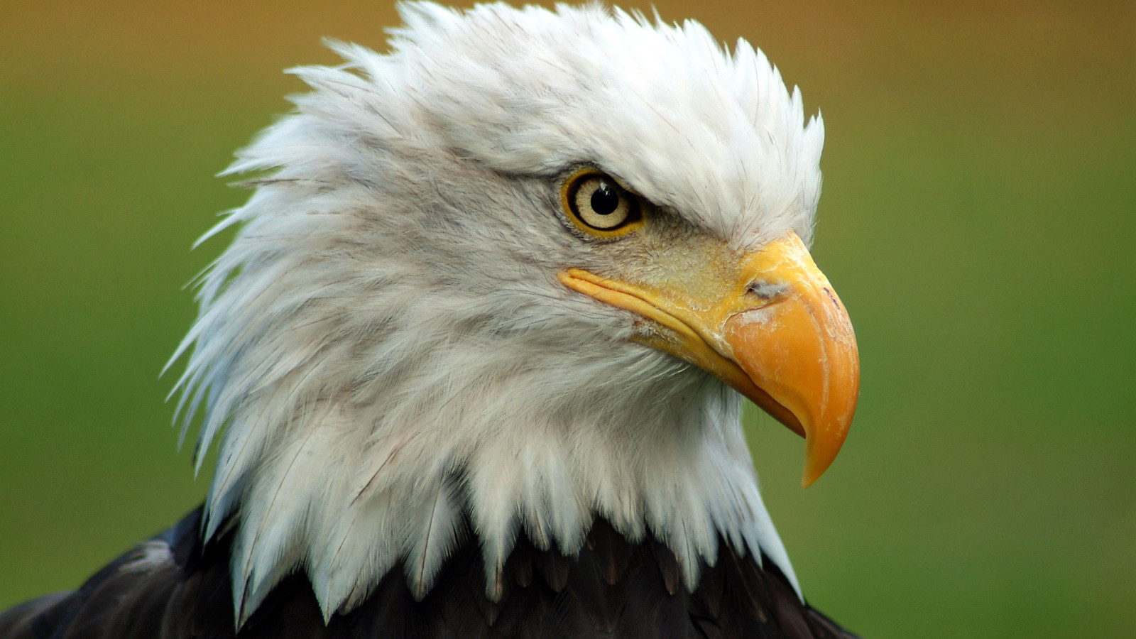 oiseau, plumes, le bec, tête, Pygargue à tête blanche