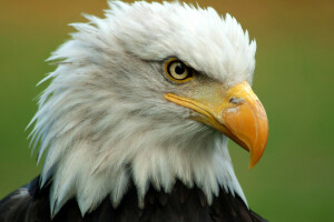 bald eagle, beak, bird, feathers, head