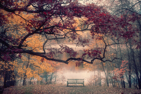 autumn, bench, river