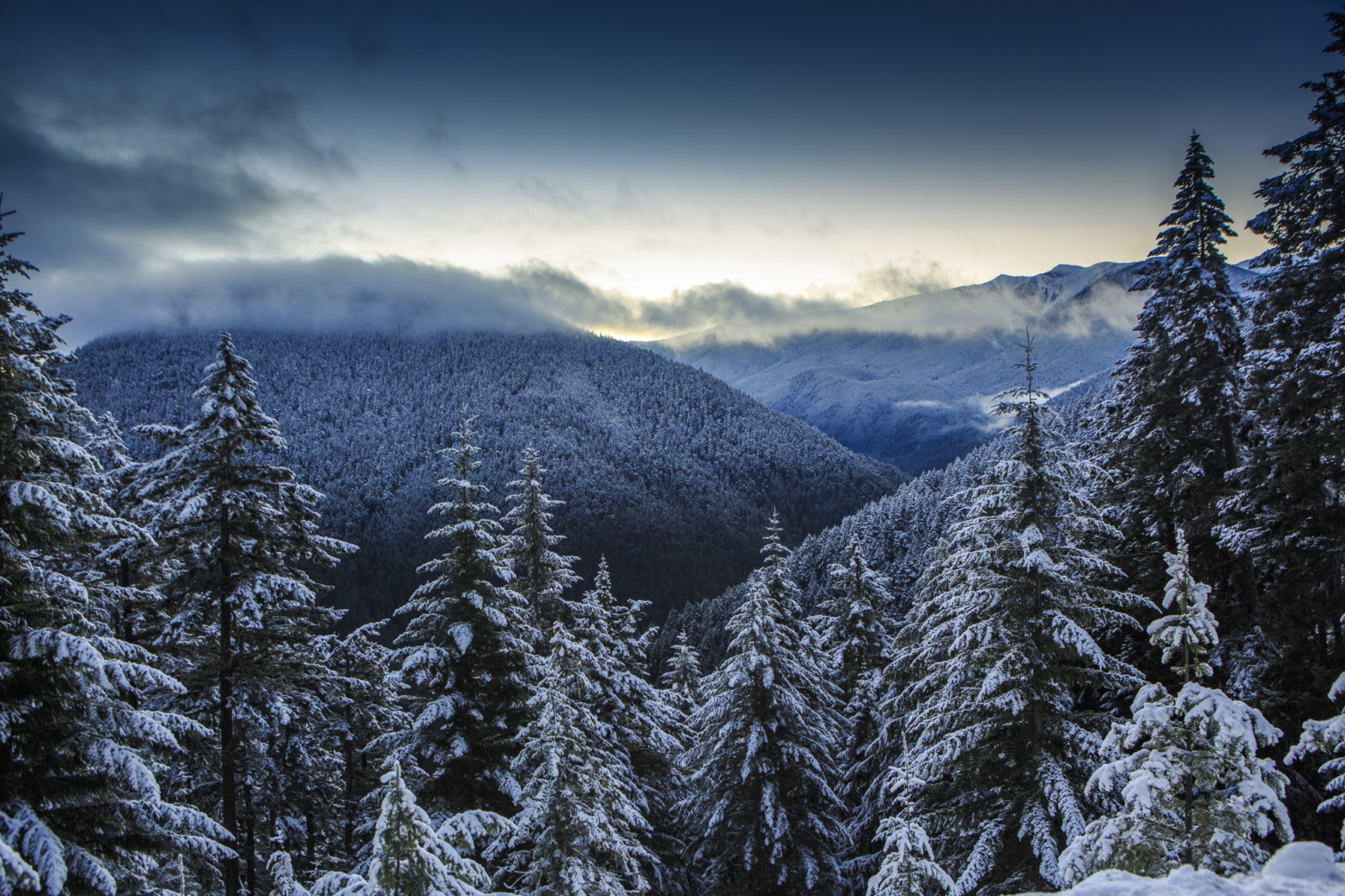 sne, Skov, natur, vinter, skyer, bjerge, panorama