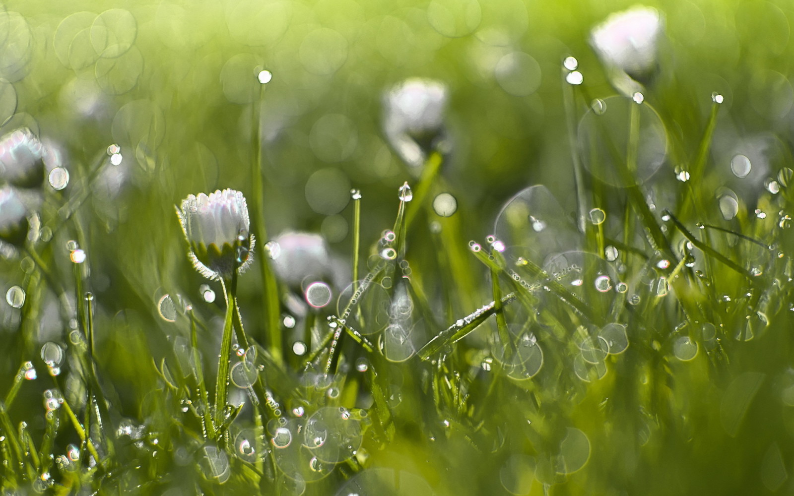 herbe, la nature, Contexte, bokeh