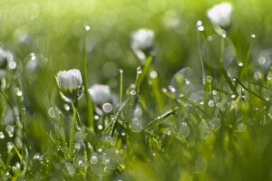 Hintergrund, Bokeh, Gras, Natur