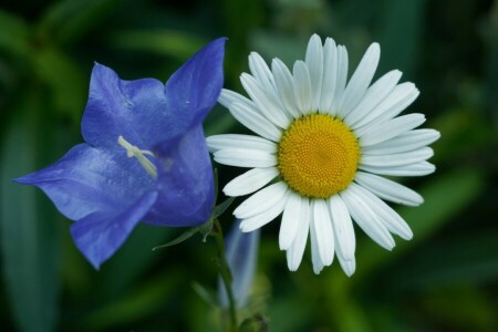 cloche, Marguerite, Duo, macro, pétales