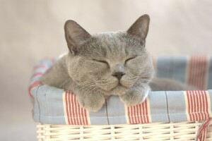 background, cat, house