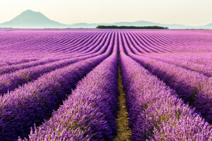 flowers, France, lavender, mountains, plantation, Provence, Valensole