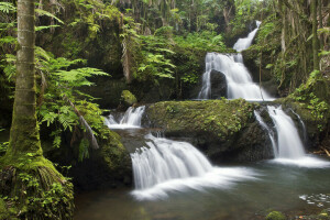 Çağlayan, orman, Hawaii, nehir, Akış, ağaçlar, şelale