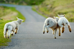 Christchurch, lambs, New Zealand, road