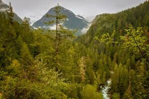 takken, wolken, Woud, kloof, Marblemount, bergen, helling, stenen