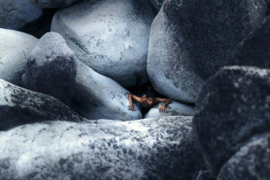 background, guy, stones