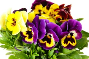 blomster, Have, Pansy, bratsch, violet, hvid baggrund, gul