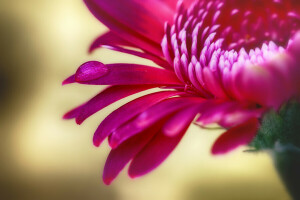 Chrysanthème, laissez tomber, fleur, pétales, rouge