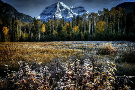 l'automne, champ, paysage, Montagne