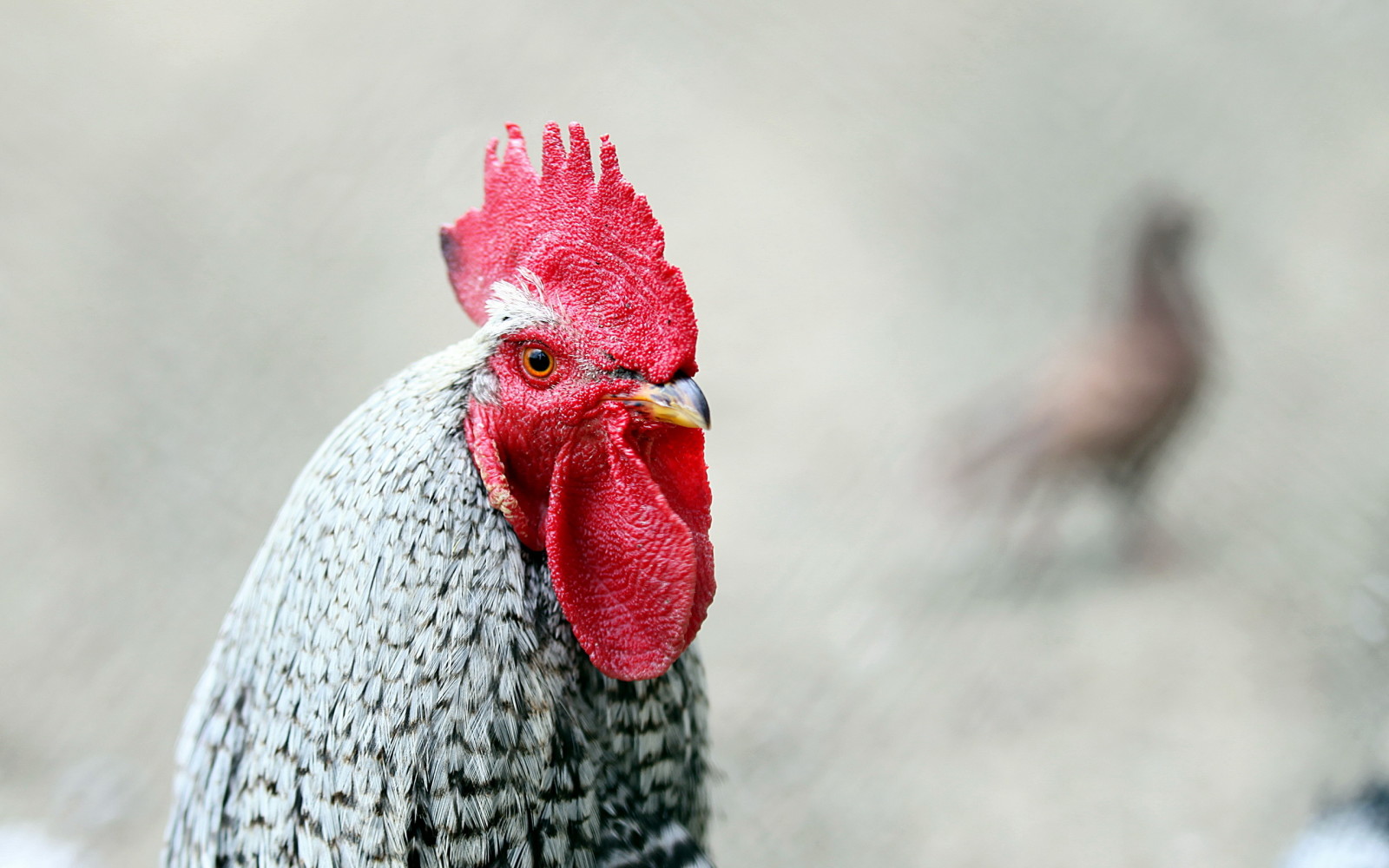 background, bird, cock