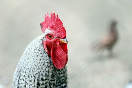 background, bird, cock