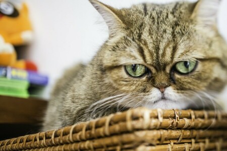 Angry, cat, exotic, Exotic Shorthair, face, look