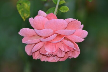 macro, pétales, Rose