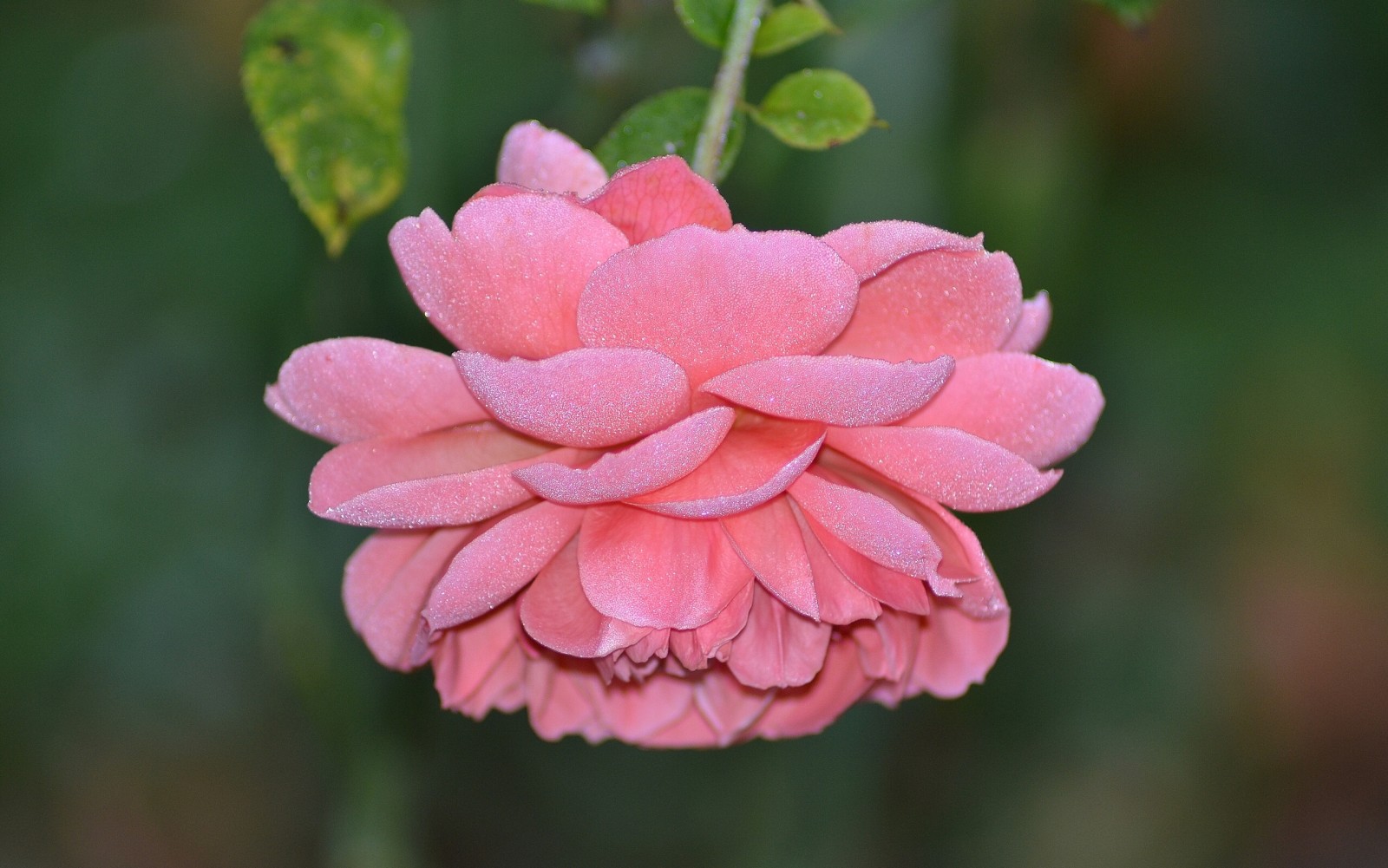 Makro, Rose, Blütenblätter